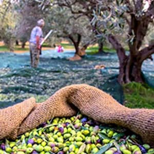 Anatolian Castile Soap factory in Türkiye producing handmade olive oil soaps.
