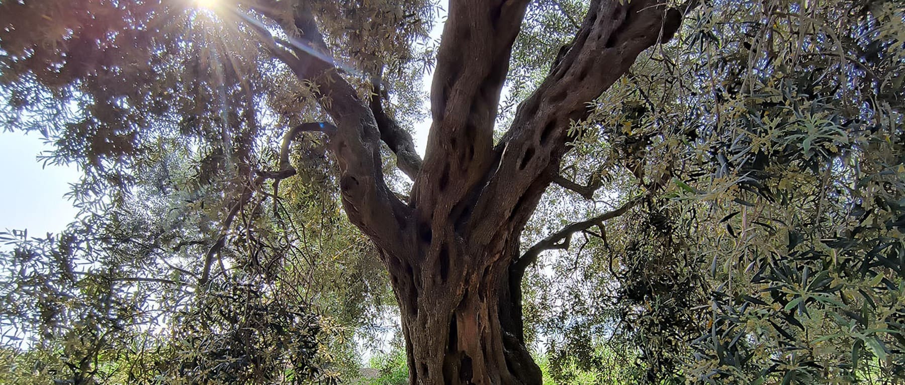 Ancient olive tree in Türkiye, source of pure olive oil for Castile soap.