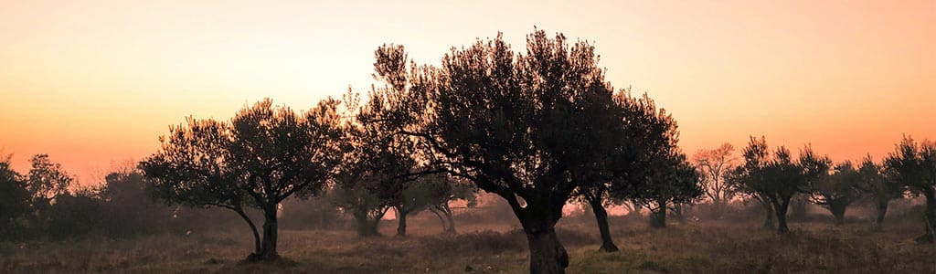 Yamaç boyunca uzanan zeytin ağaçları ve zeytinlik manzarası