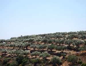Açık mavi gökyüzü altında yamaç boyunca sıralanan zeytin ağaçları